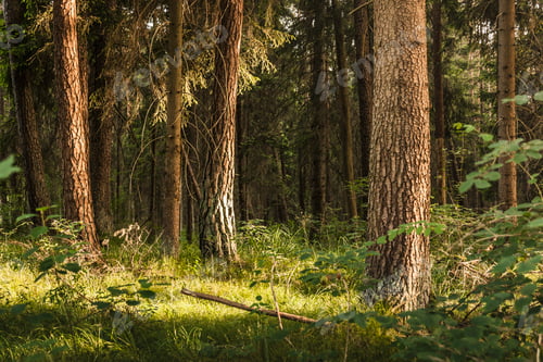 Preview: Forest in Siebentischwald, Lech near Augsburg, Bavaria, Germany