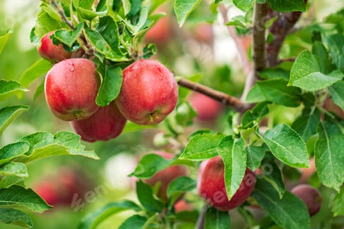 Preview: Red apples