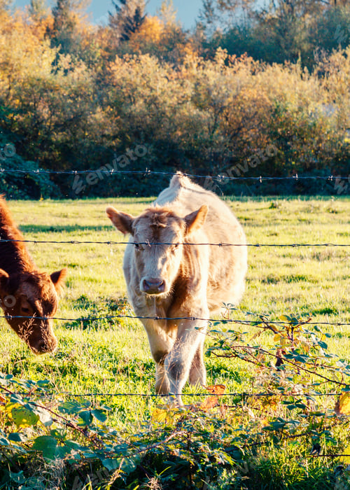 Preview: Farm cow behind barbed wire fence in rural scene.