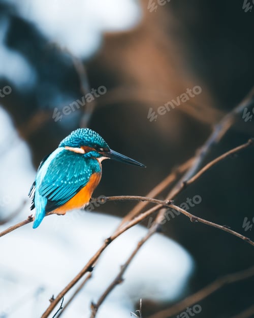 Preview: Beautiful kingfisher with vibrant blue and yellow plumage on a thin branch in a snowy forest