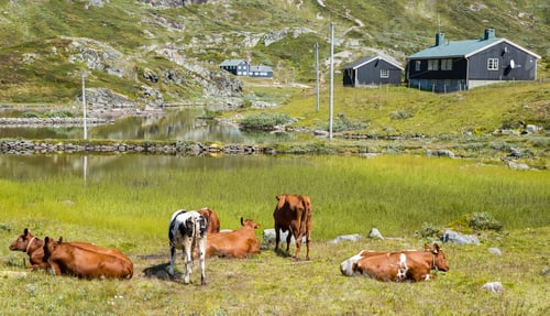 Preview: grazing cows in the norway nature