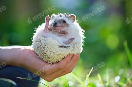 Preview: Human hands holding little african hedgehog pet outdoors on summer day.