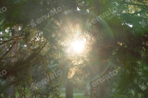 Preview: Sunrays Among Fur tree