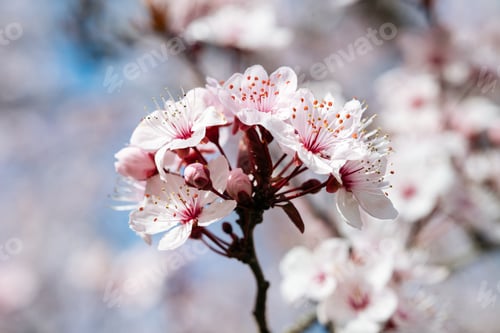 Preview: Close-Up of Pink Cherry Blossoms in Spring