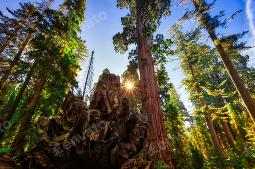 Preview: Old & New In The Sequoias, General Grant Grove, Sequoia & Kings Canyon National Park