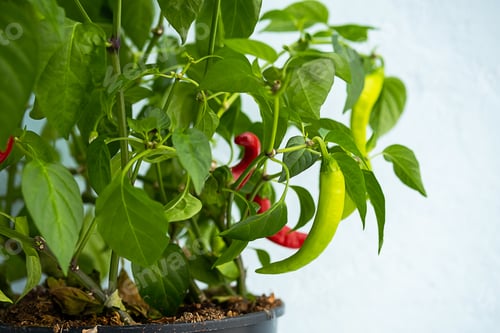 Preview: Green and Red Chilli Peppers on Branches. Homegrown Chili Pepper Plant.