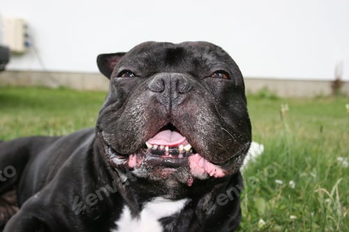 Preview: Closeup image of an American Bully breed of dog