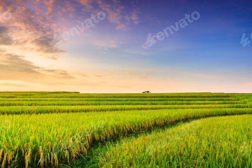 Preview: Beautiful morning view indonesia Panorama Landscape paddy fields with beauty color and sky natural l