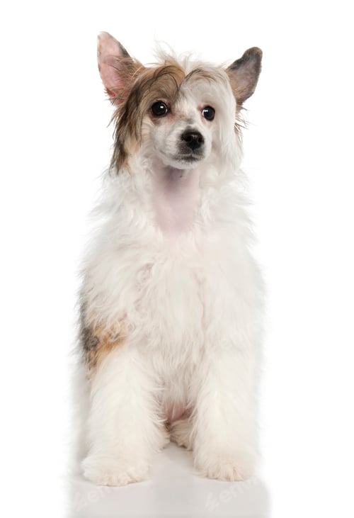Preview: Chinese Crested Dog - Powderpuff (4 months)
