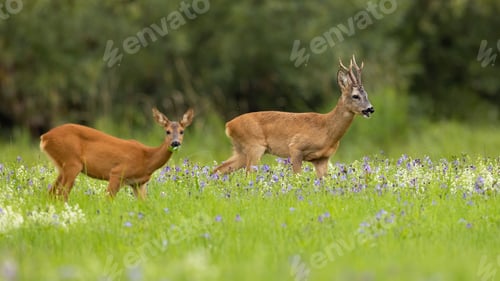 Preview: Two roe deer pasturing in wildflowers in summer nature