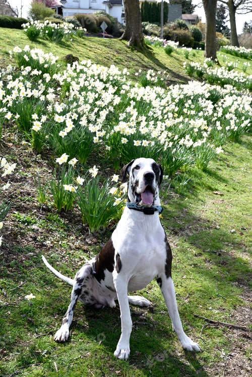 Preview: Adorable awkwardly sitting pet harlequin Great Dane dog at park.
