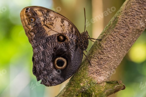 Preview: The beauty of a butterfly.