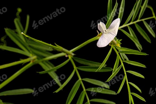 Preview: Light violet flowers of wild sweet pea, isolated on black background