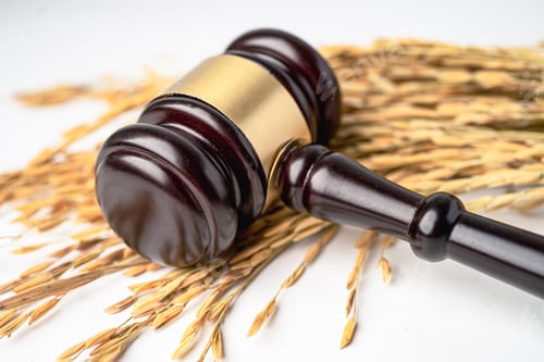Preview: Judge hammer and gold grain jasmine rice from agriculture farm.