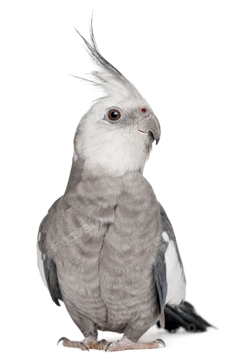 Preview: Male Cockatiel, Nymphicus hollandicus, in front of white background