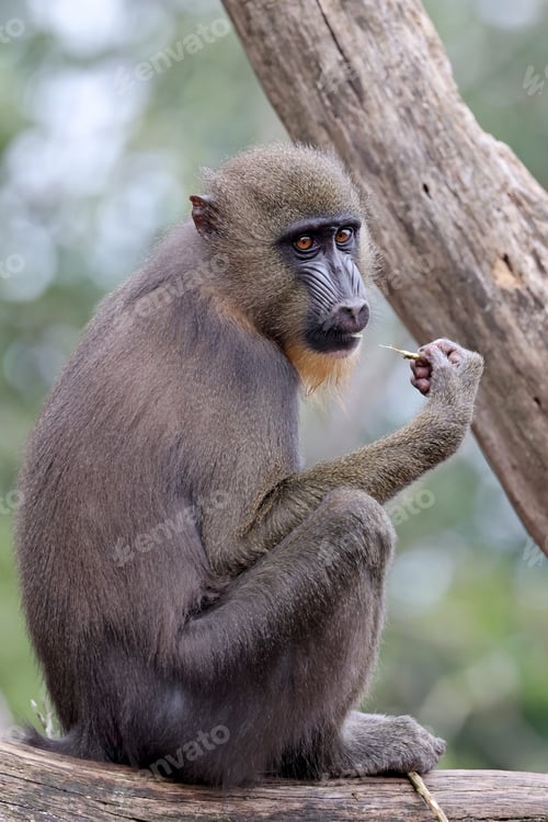 Preview: Mandrill (Mandrillus sphinx) close up view