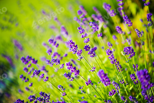 Preview: Blossom Wildflowers