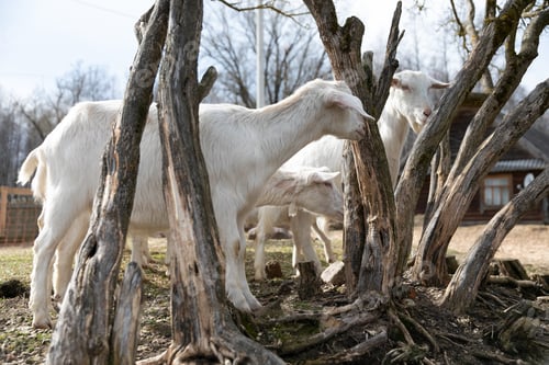 Preview: Group of White Goats Standing Together