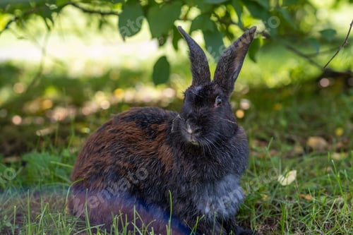 Preview: Rabbit with big ears walking in the garden on the lawn.