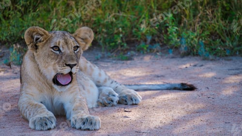 Preview: African Lions during safari game drive in Kruger National park South Africa