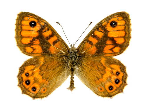 Preview: Wall Brown Butterfly