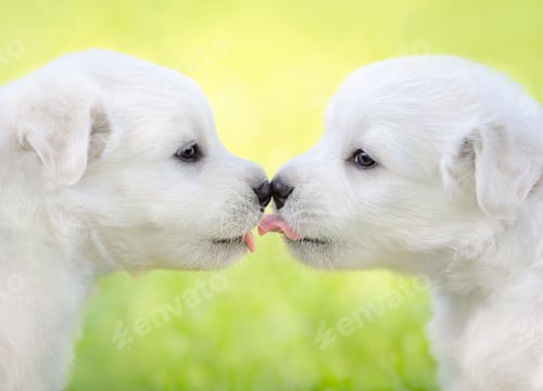 Preview: Two white puppies kissing each other.