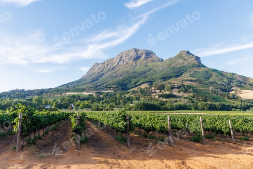 Preview: Sunlit vineyard rows with mountain backdrop