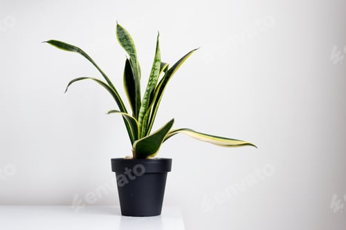 Preview: Sansevieria in a black pot against a white wall