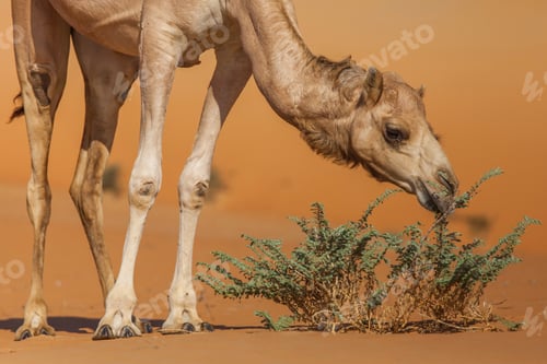 Preview: Pretty young camel in the desert eating the desert shrub