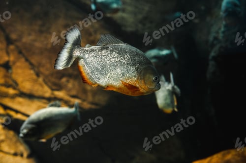 Preview: Closeup shot of a red-bellied piranha fish swimming underwater