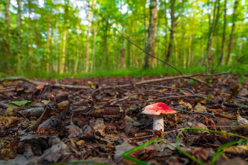 Preview: Russula mushroom in the forest