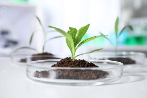 Preview: Green plants in Petri dishes on table in laboratory. Biological chemistry