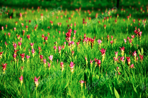 Preview: Pink Siam Tulip Flower