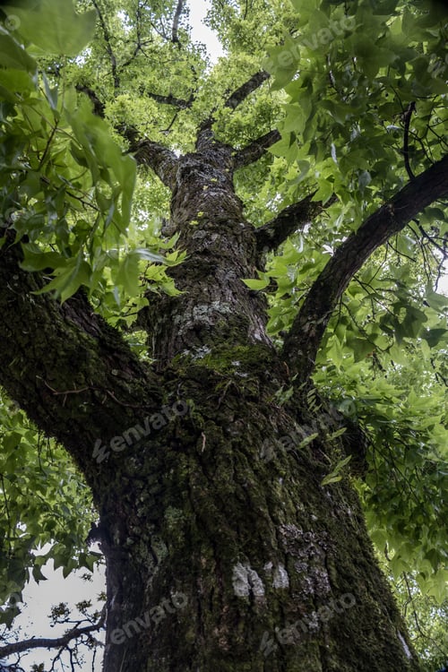 Preview: Majestic green tree with a full crown of foliage providing a shady canopy.