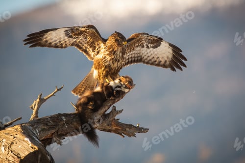 Preview: Majestic common buzzard landing on branch with a kill of marten in claws