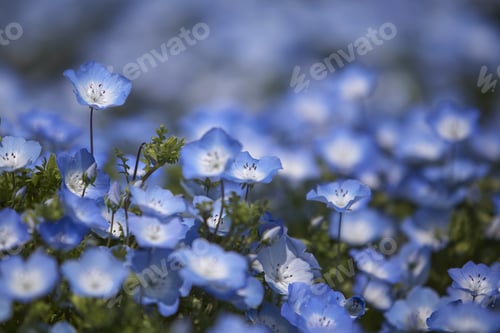 Preview: Close up of carpet of Baby Blue Eyes, Nemophila Insignis.