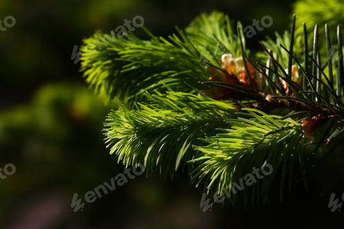 Preview: Pine or spruce tree branch with new cones