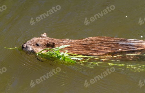 Preview: Muskrat, ondatra, Ondatra zibethicus. Muskrat swim on the river with a green branch in its teeth