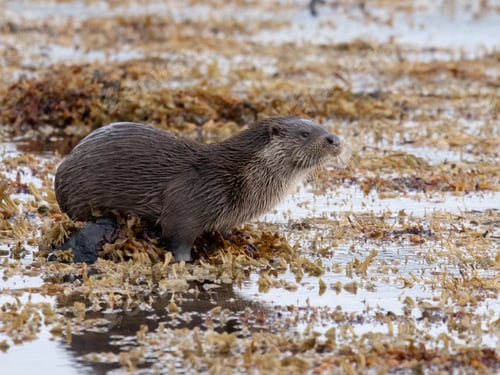 Preview: Otter standing in Isle of Mull