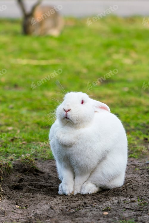 Preview: White rabbit. Rabbit On Grassy Field