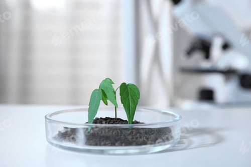 Preview: Green plant in Petri dish on table in laboratory. Biological chemistry