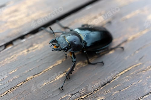 Preview: Close up of Stag beetle (Female)