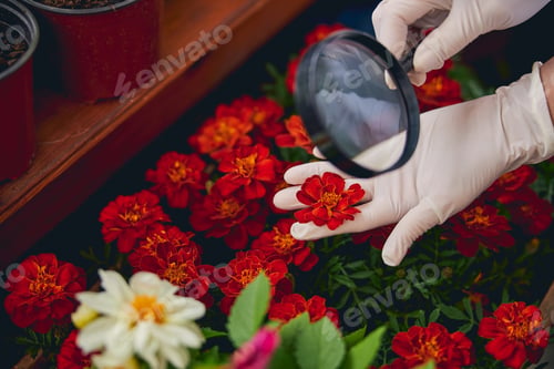Preview: Biological scientist looking at the flower through the lens
