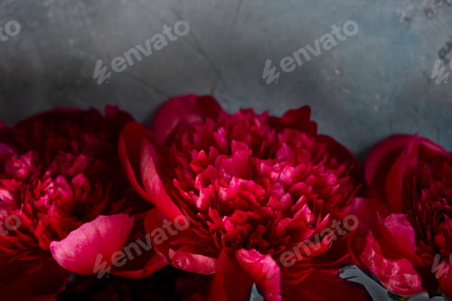 Preview: Fresh peonies flowers