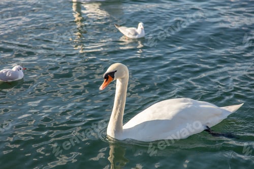 Preview: Swan and gulls floating on the water, closeup. Calm lake