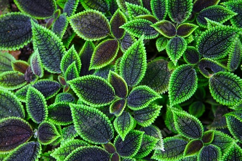 Aperçu: Pilea involucrata Moon Valley, feuilles noires et vertes