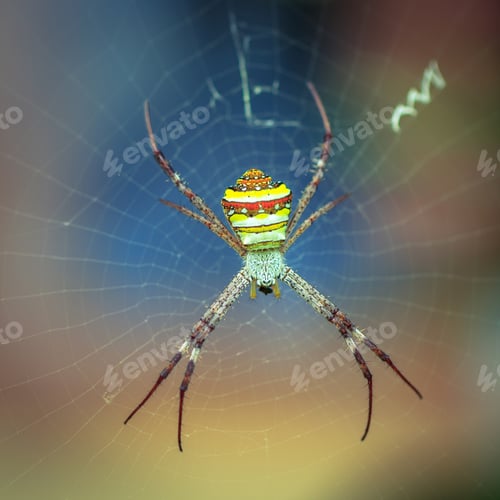 Preview: Large tropical spider - nephila (golden orb) in the web