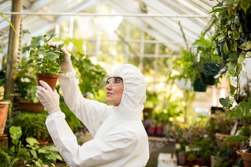 Preview: Female botanist wearing protective coverall inspecting plant in terracotta pot in greenhouse
