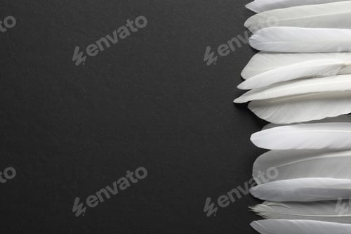 Preview: Beautiful white bird feathers on black background, flat lay. Space for text