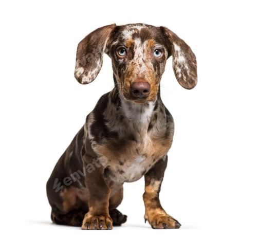 Preview: Dachshund, 5 months old, sitting in front of white background